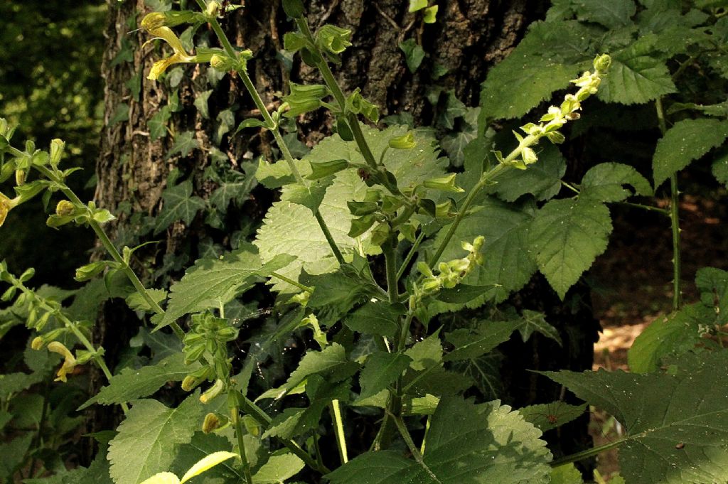 Salvia glutinosa / Salvia vischiosa